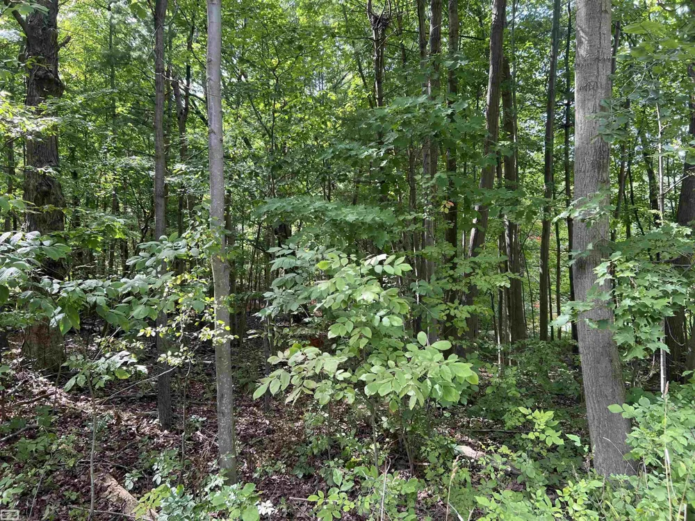 Burton Road Mussey Township, MI 48014