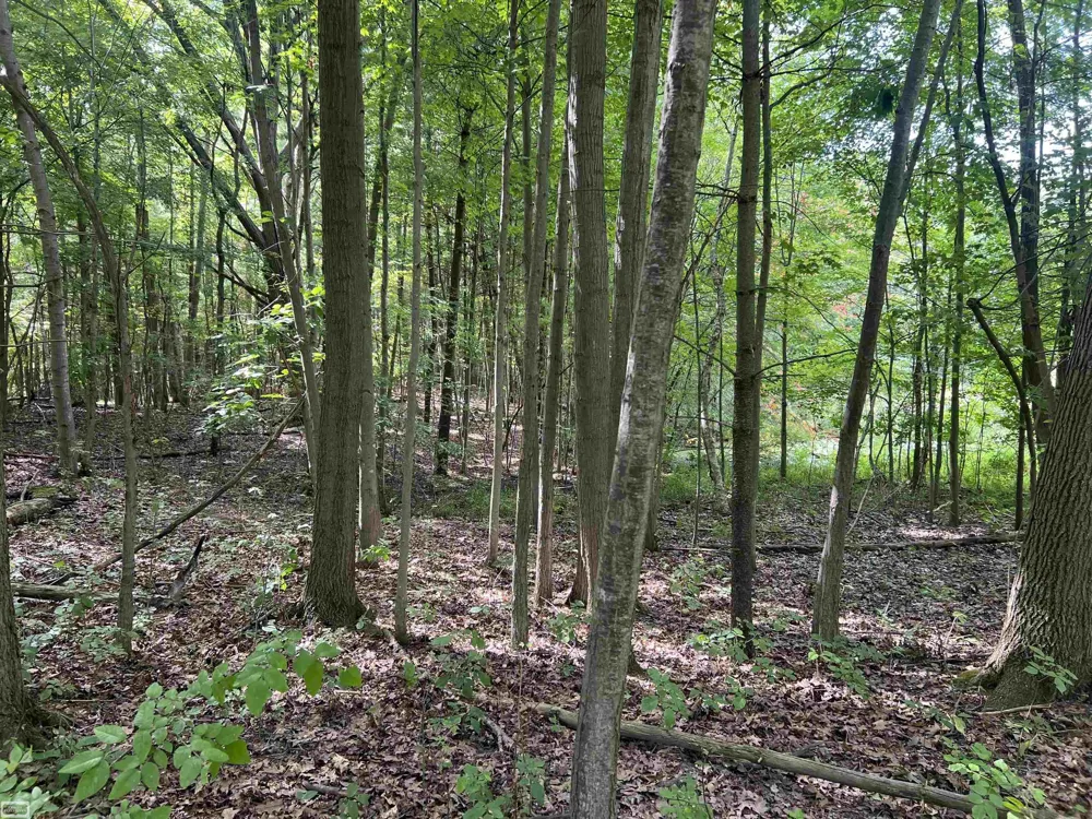 Burton Road Mussey Township, MI 48014