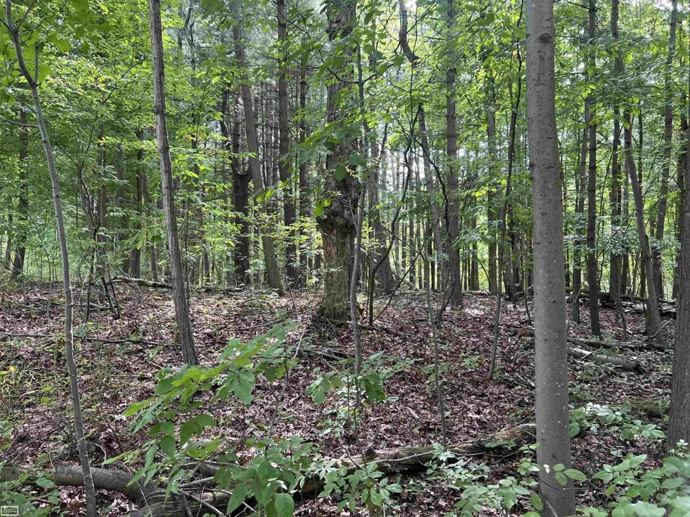 Burton Road Mussey Township, MI 48014