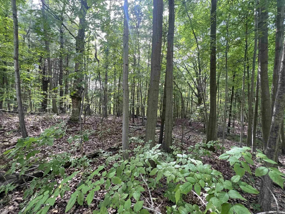 Burton Road Mussey Township, MI 48014