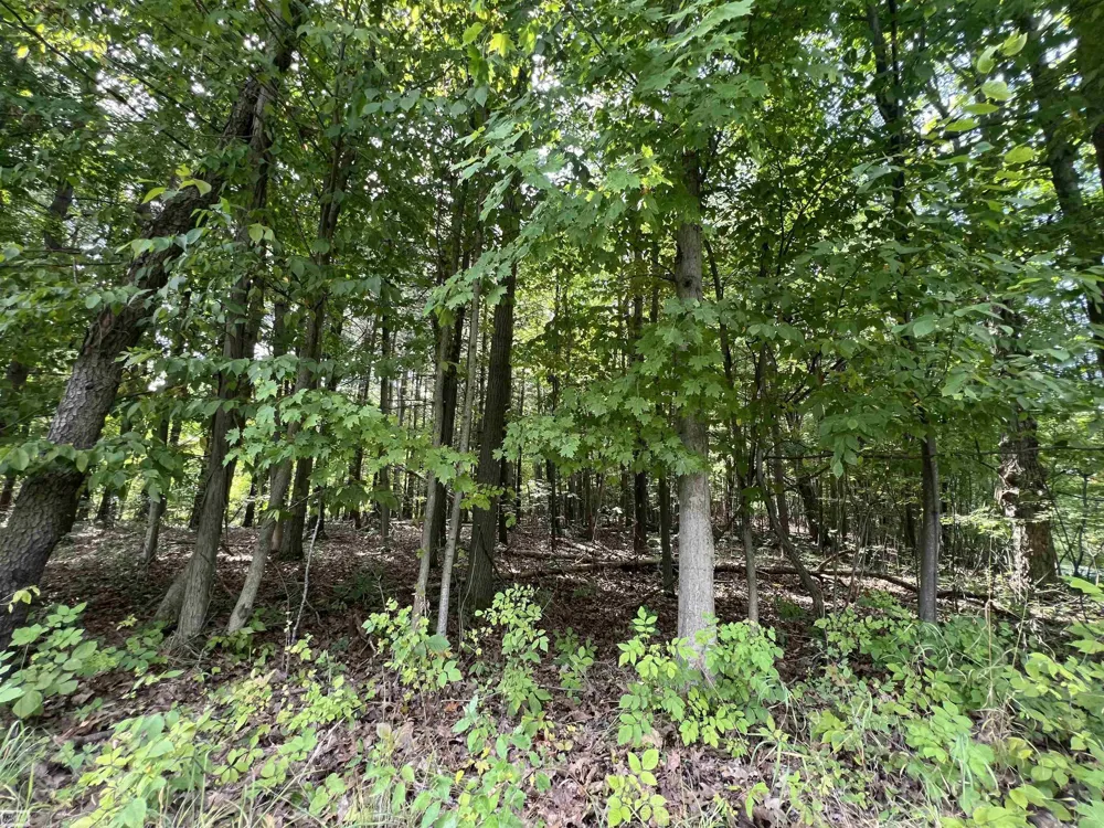 Burton Road Mussey Township, MI 48014