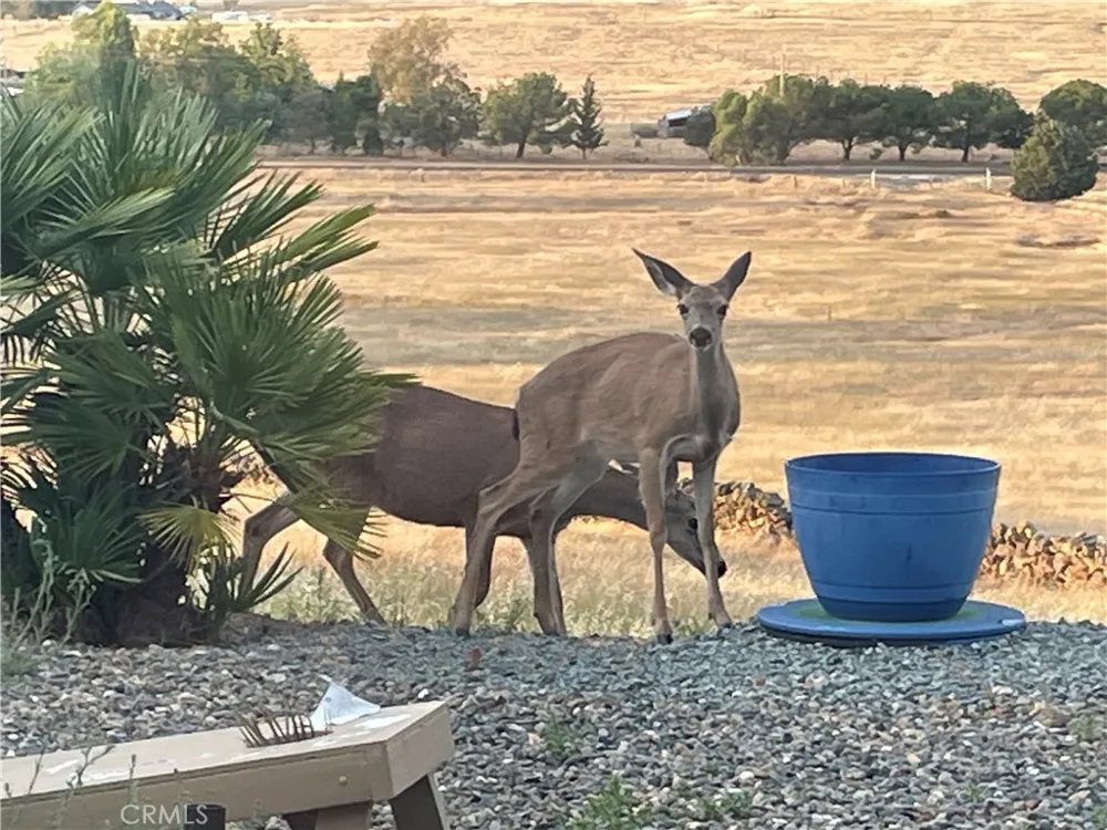 9556 Banderilla La Grange, CA 95329