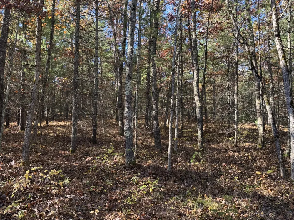2 County Line Road Free Soil, MI 49411
