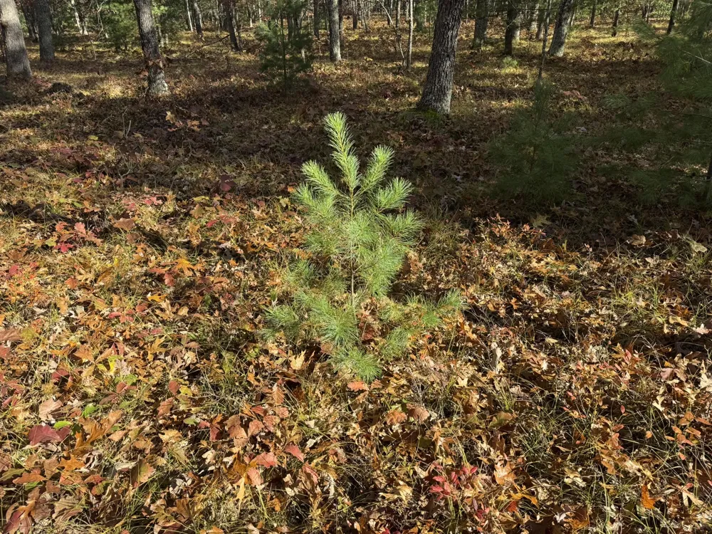 7 County Line Road Free Soil, MI 49411
