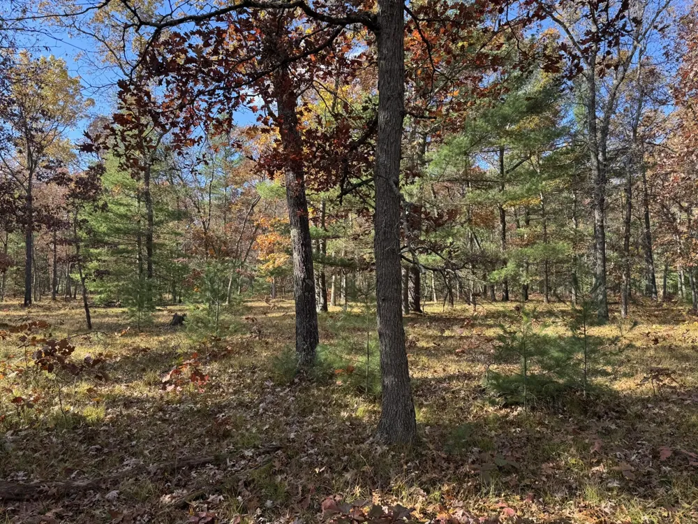 11 County Line Road Free Soil, MI 49411