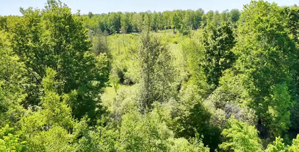 20 Mile Rd. Marion, MI 49665