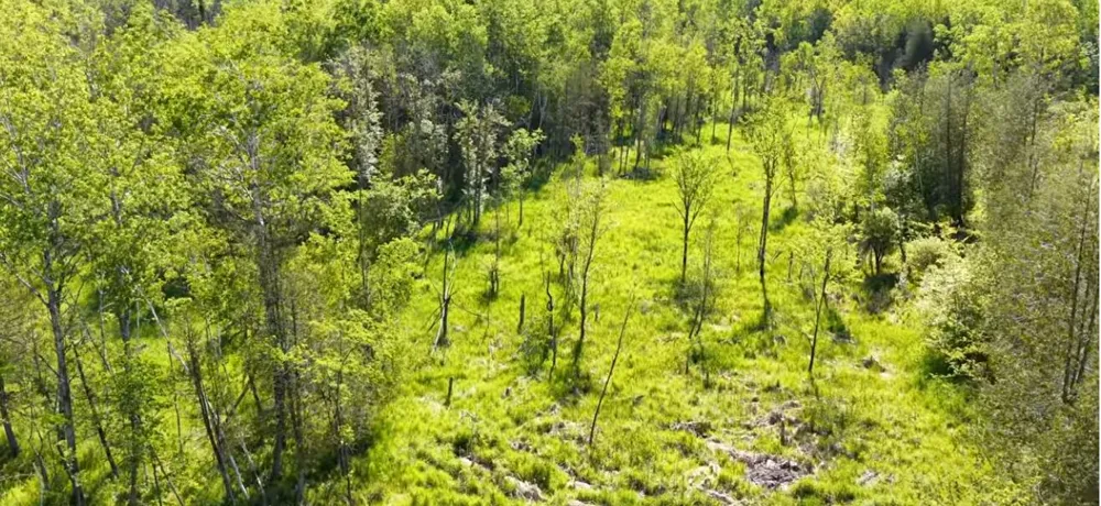 20 Mile Rd. Marion, MI 49665