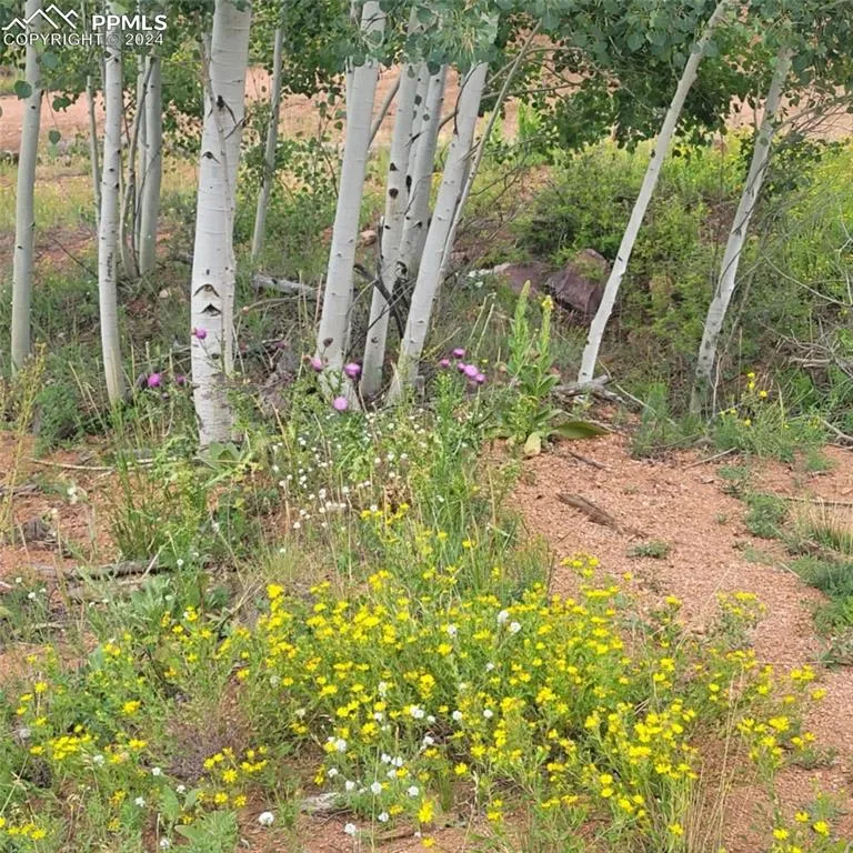 L1 B4 Columbine Circle Woodland Park, CO 80863