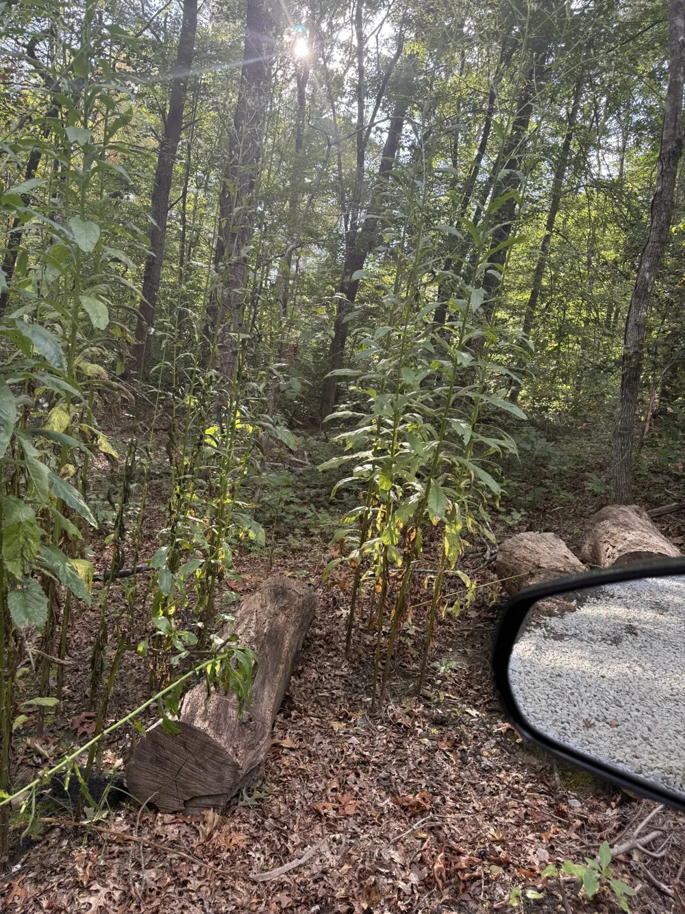 549 Dollar Dr Altamont, TN 37301