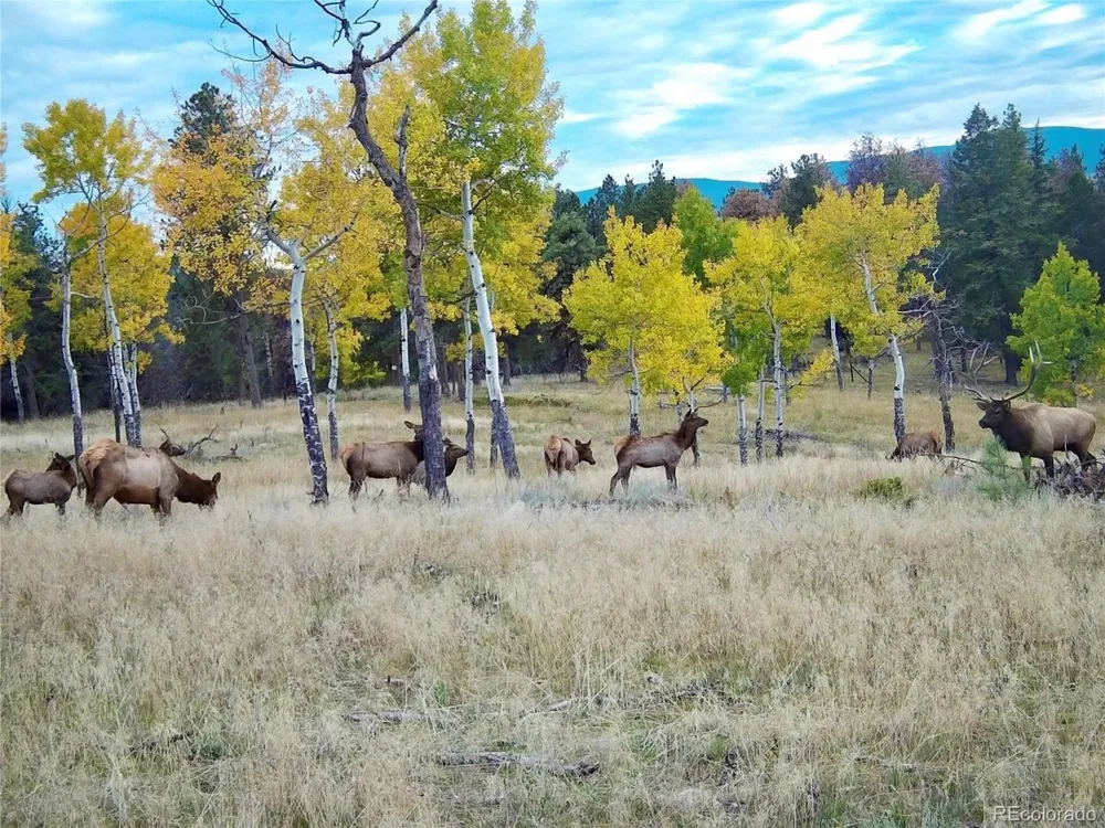12464 S US Hwy 285 Conifer, CO 80433