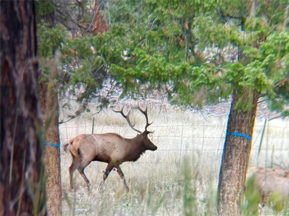 12464 S US Hwy 285 Conifer, CO 80433