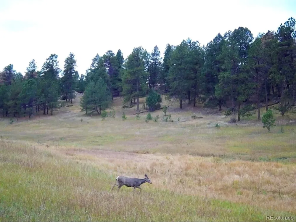 12464 S US Hwy 285 Conifer, CO 80433