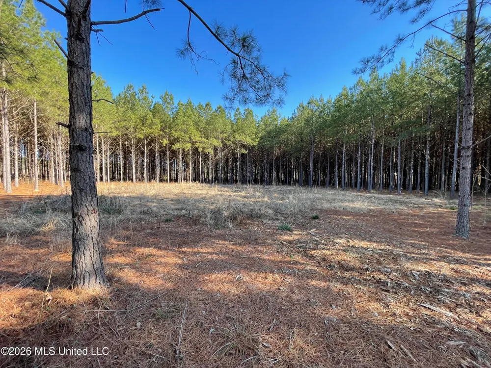 609 Barker Road Morton, MS 39117
