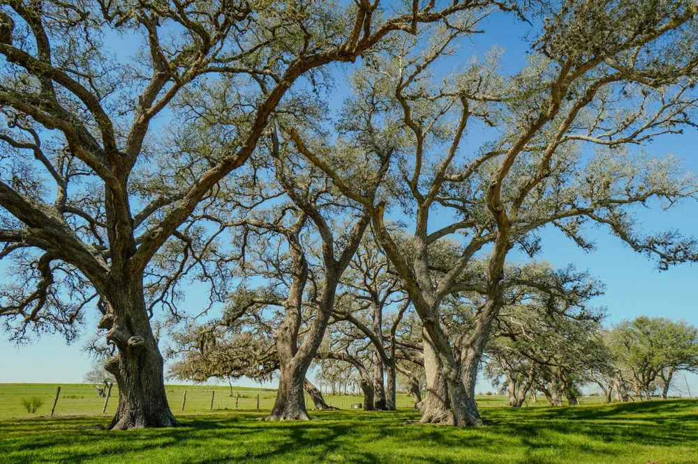 1797 County Road 261 Moulton, TX 77975