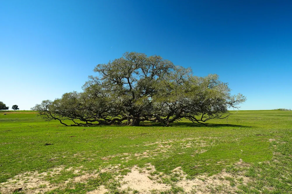 1797 County Road 261 Moulton, TX 77975