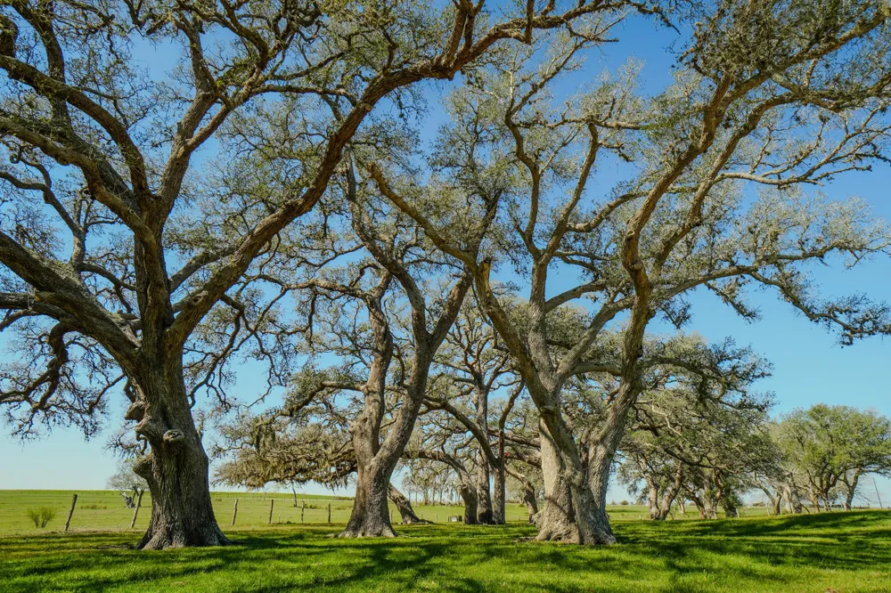 1797 County Road 261 Moulton, TX 77975