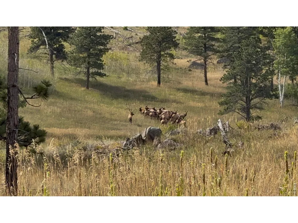 14884 Rist Canyon Road Bellvue, CO 80512