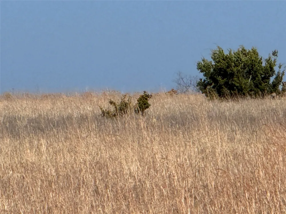 CR 619 Hamilton, TX 76531