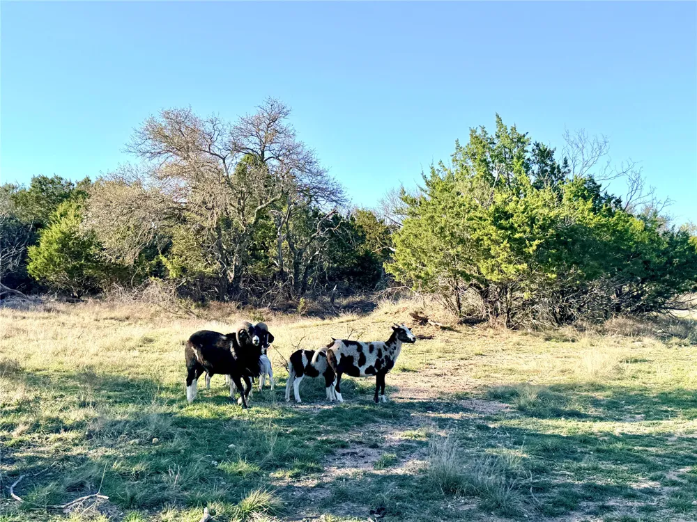 65 County Road 406 Goldthwaite, TX 76844