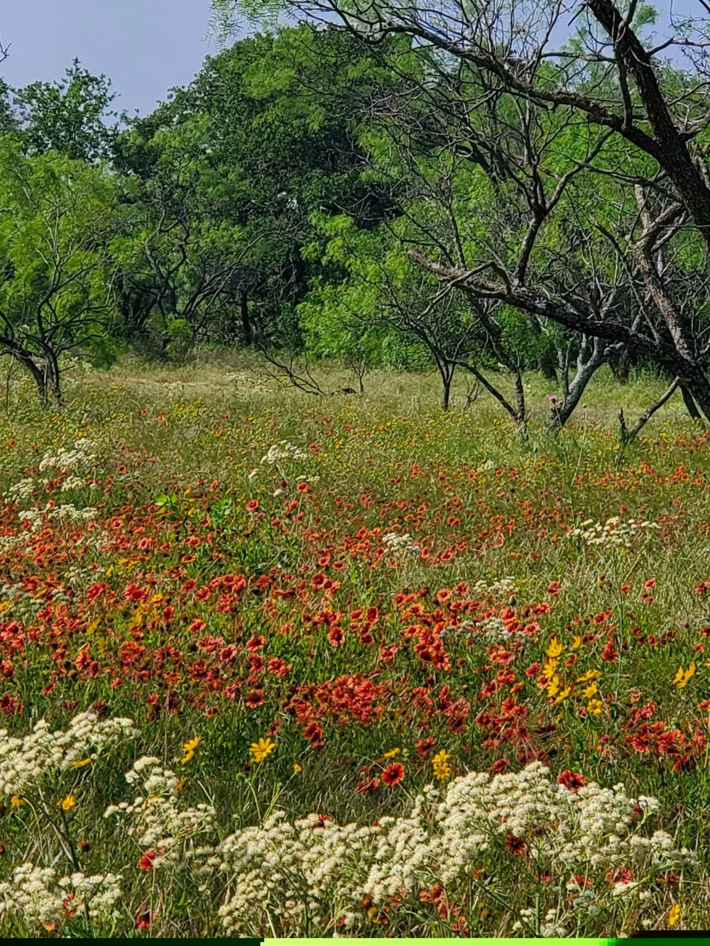 19069 Highway 6 Gorman, TX 76454