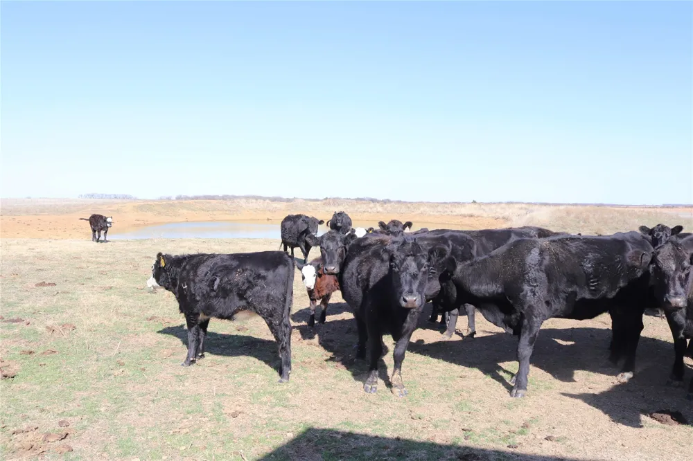 2553 Brixey Road Henrietta, TX 76365