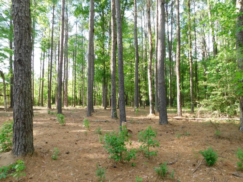 165 Rosewood Road Springhill, LA 71075