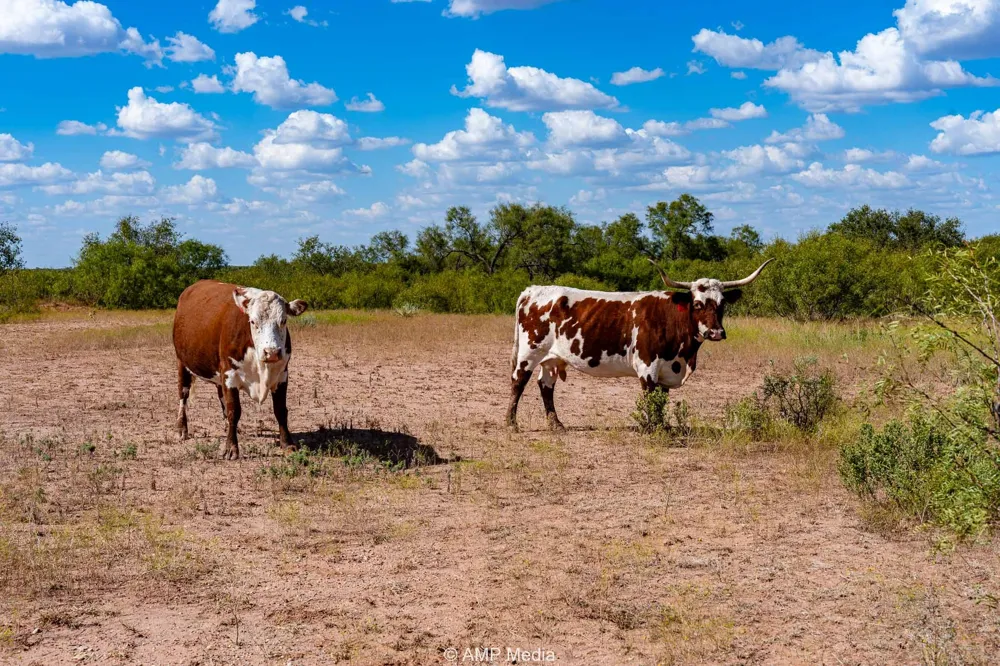 4538 463 Rule, TX 79547