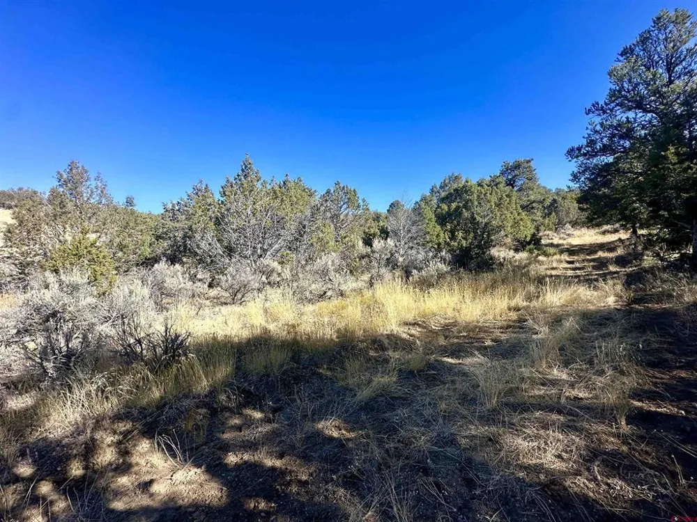 Cactus Park Road Cedaredge, CO 81413