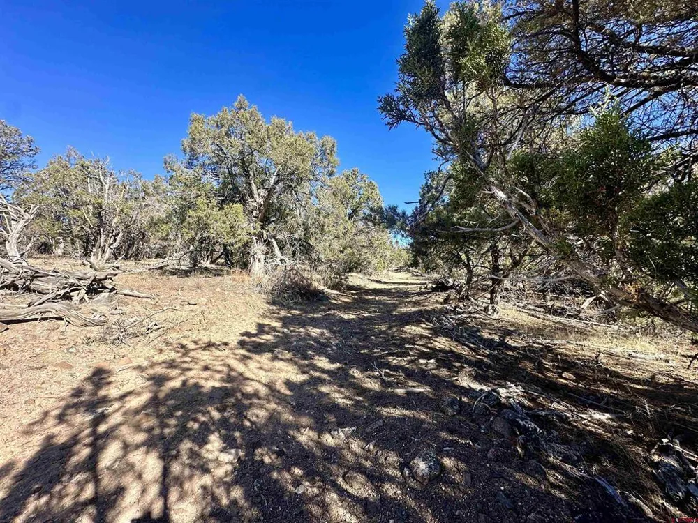 Cactus Park Road Cedaredge, CO 81413