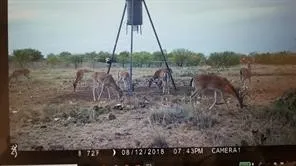 CR 247 Oplin, TX 79510