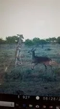 CR 247 Oplin, TX 79510