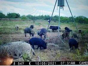CR 247 Oplin, TX 79510