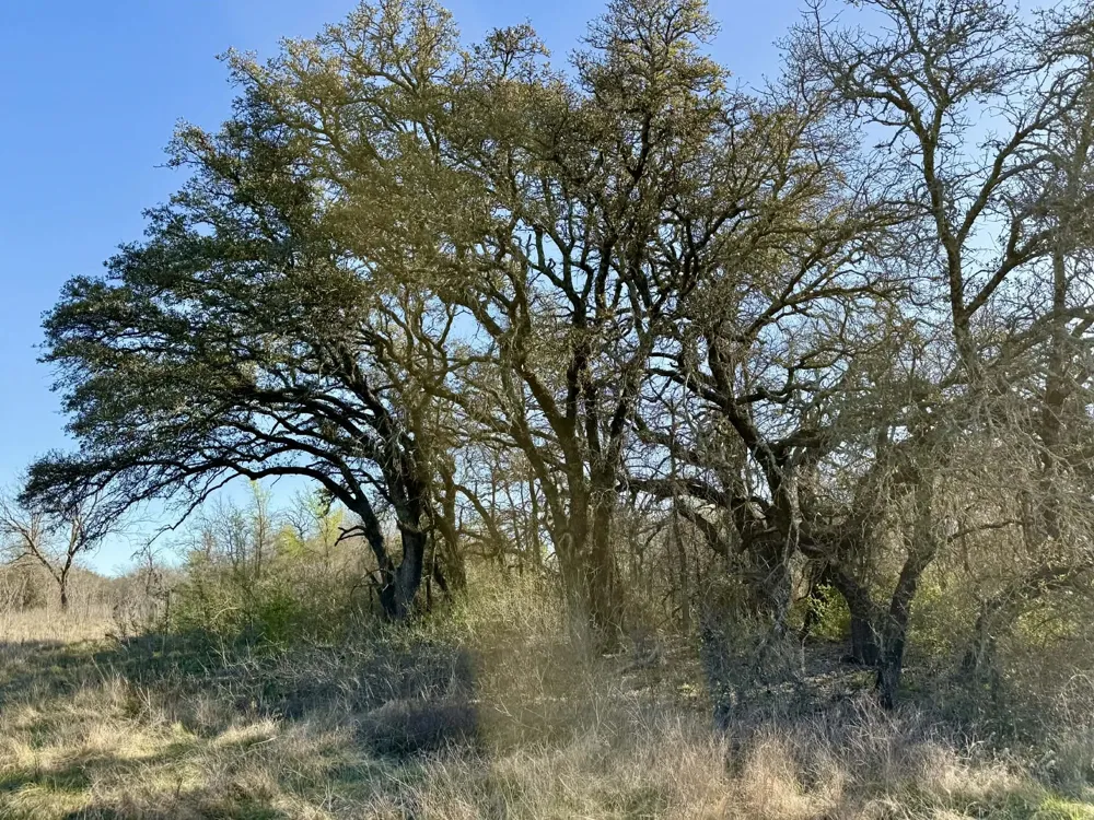CR 328 Dublin, TX 76446