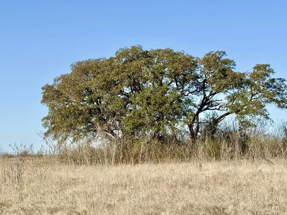 CR 328 Dublin, TX 76446