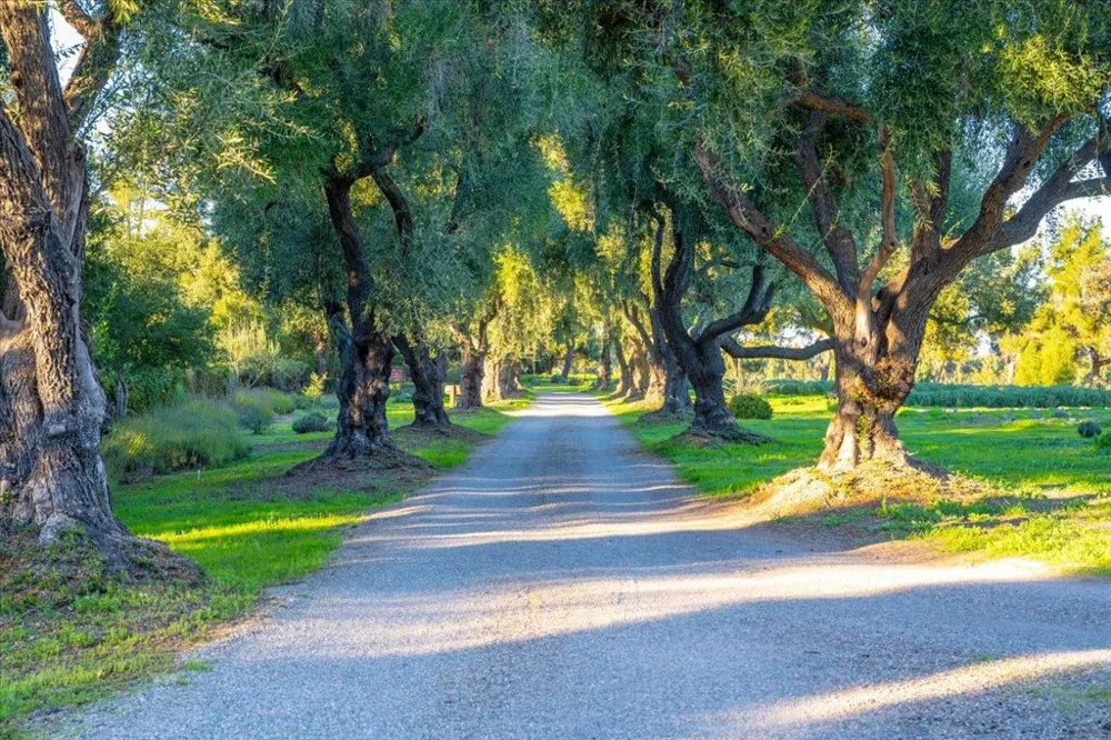 2480 Roblar Avenue Los Olivos, CA 93441