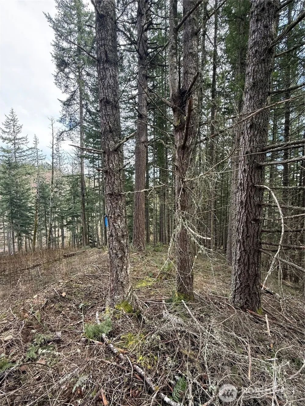 53007 128th Avenue E Eatonville, WA 98328