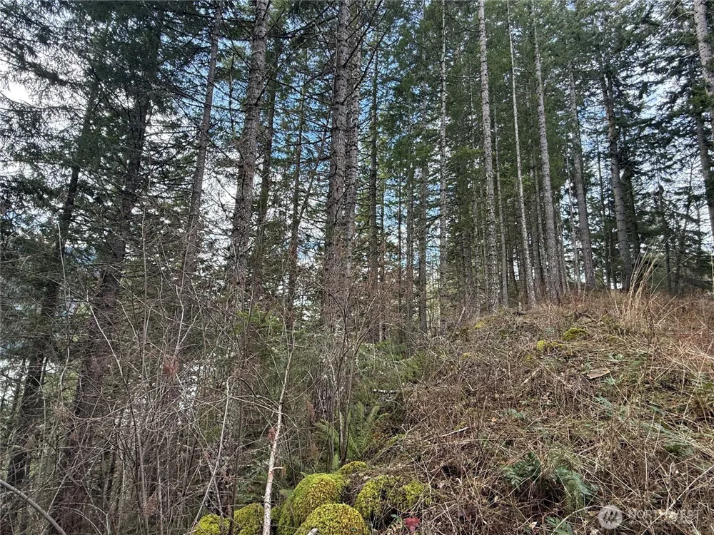 53007 128th Avenue E Eatonville, WA 98328