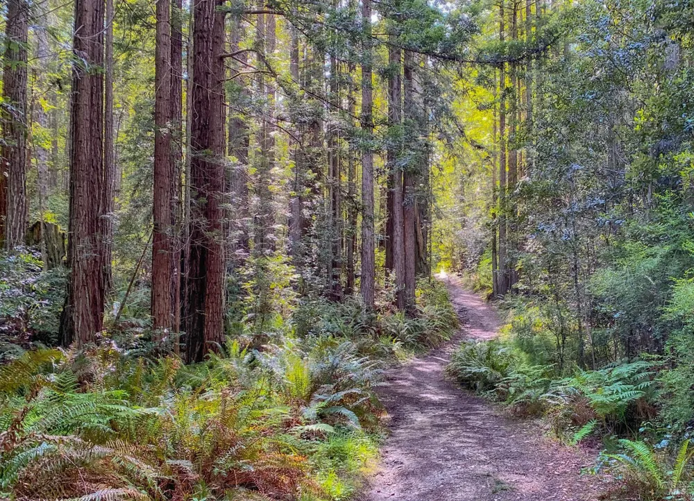880 River Beach Road The Sea Ranch, CA 95497