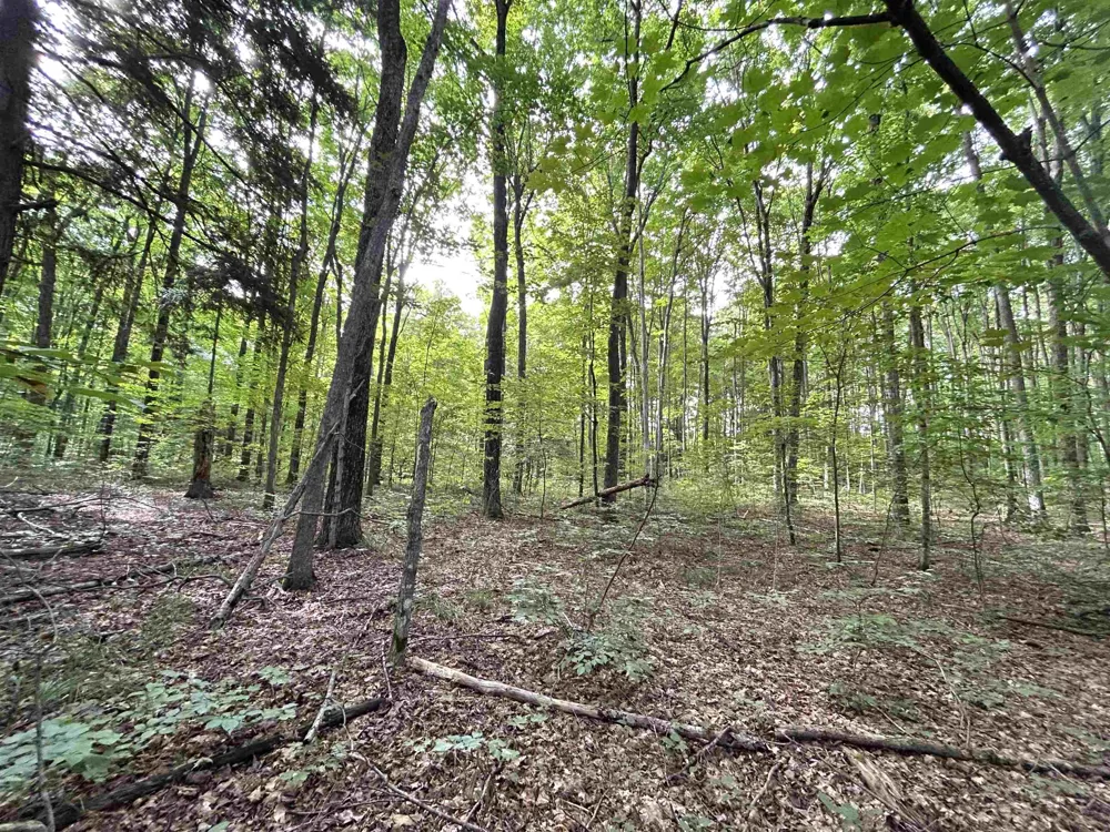 Langs Lane Inland Township, MI 49643