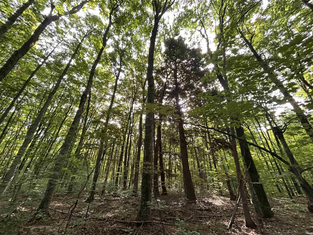 Langs Lane Inland Township, MI 49643