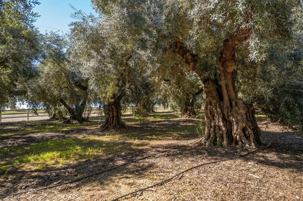 24840 South Corning, CA 96021