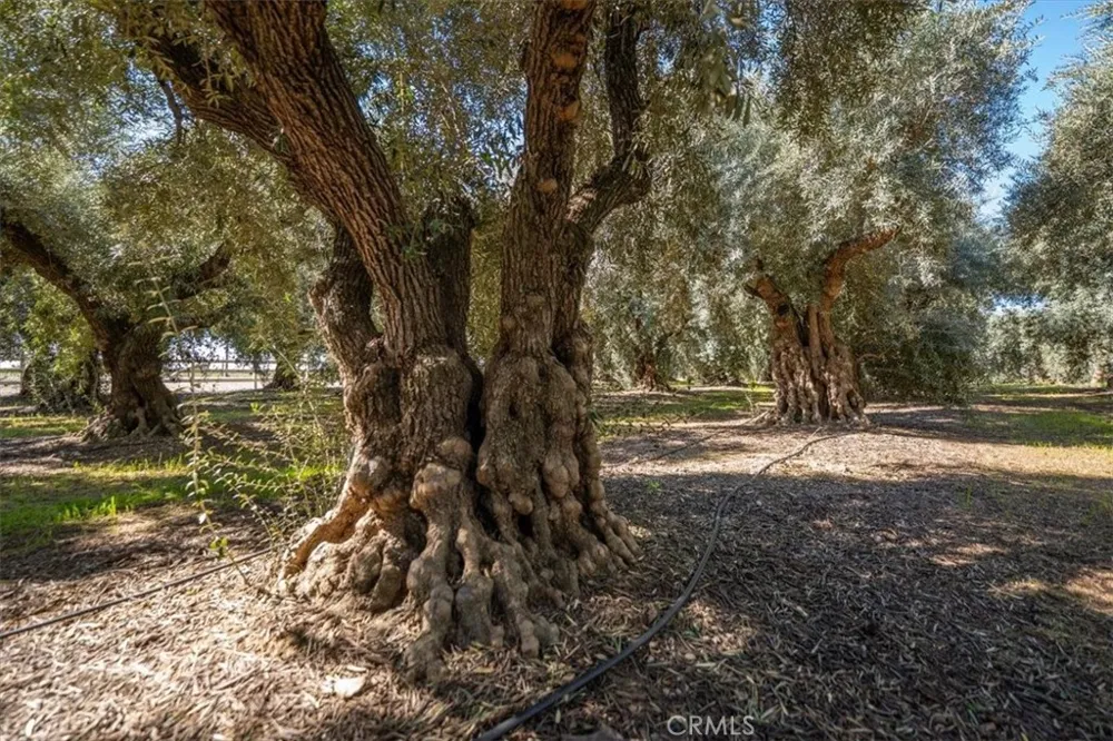 24840 South Corning, CA 96021