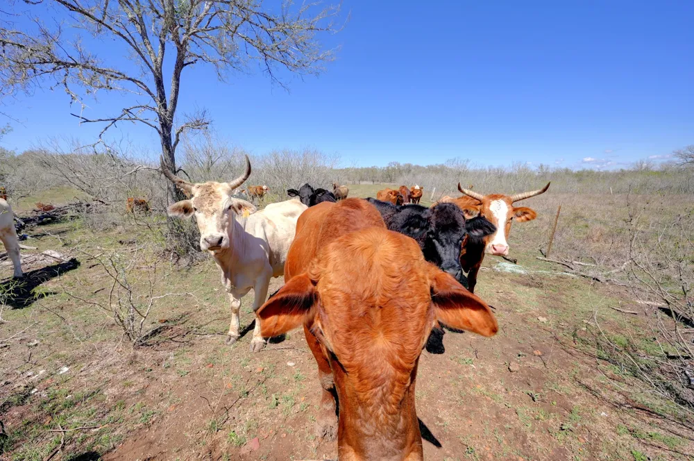 FM 2814 Waelder, TX 78959