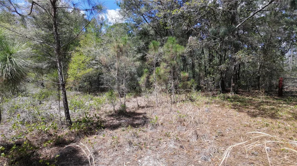 LOS ROBLES DRIVE Groveland, FL 34736