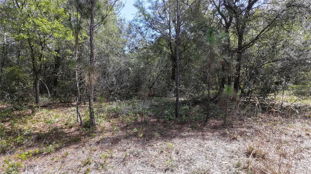 LOS ROBLES DRIVE Groveland, FL 34736