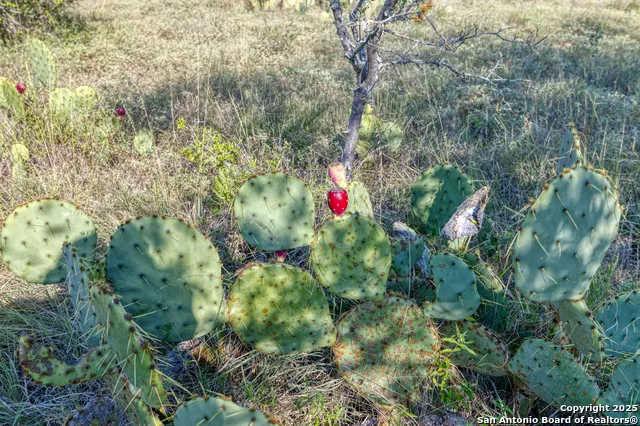 1 Utopia Forest Dhanis, TX 78850