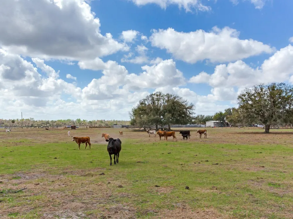 0 S CR 39 Lithia, FL 33547