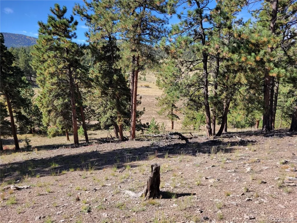 1321 Bristlecone Road Guffey, CO 80820