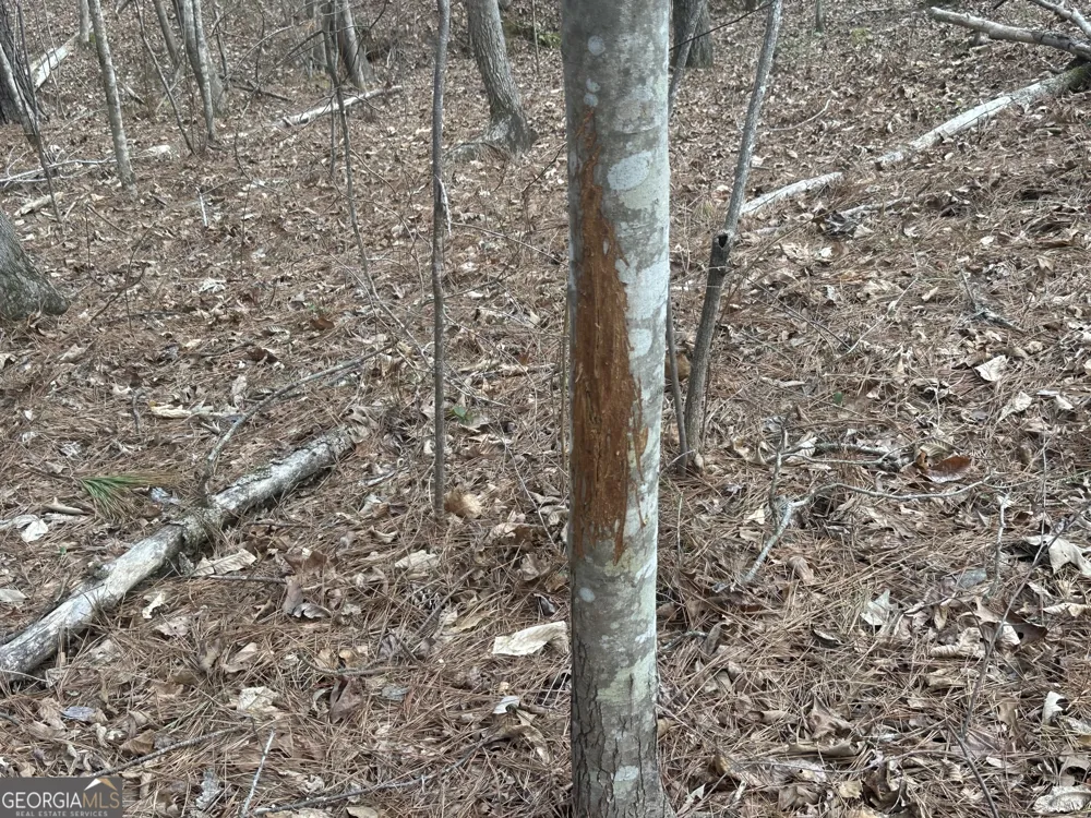0 Gibson RD Talbotton, GA 31827