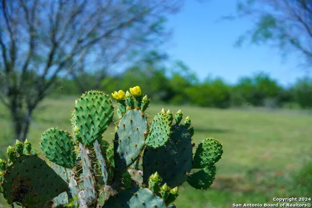 48.25 ACRES County Road 114 George West, TX 78466